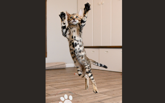 Dallas texas bengal breeder